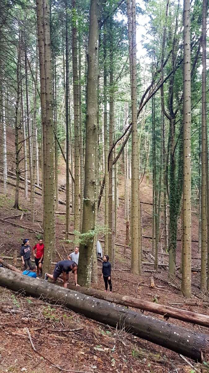 movimento nella foresta